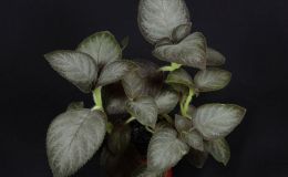 2018 ConventionGesneriads Grown for Ornamental Qualities Other Than FlowersClass 39 – Other New World Gesneriads, species or hybridsBEST JOHN BOGGAN HYBRID 2018 ConventionGesneriads Grown for Ornamental Qualities Other Than FlowersClass 39 – Other New World Gesneriads, species or hybridsBEST JOHN BOGGAN HYBRID