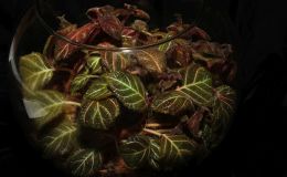 2018 ConventionGesneriads Grown for Ornamental Qualities Other Than FlowersClass 39 – Other New World Gesneriads, species or hybrids 2018 ConventionGesneriads Grown for Ornamental Qualities Other Than FlowersClass 39 – Other New World Gesneriads, species or hybrids
