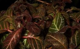 2018 ConventionGesneriads Grown for Ornamental Qualities Other Than FlowersClass 39 – Other New World Gesneriads, species or hybrids 2018 ConventionGesneriads Grown for Ornamental Qualities Other Than FlowersClass 39 – Other New World Gesneriads, species or hybrids