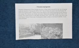 2018 ConventionNew GesneriadsClass 42 – Species not in flowerBEST NEW SPECIES 2018 ConventionNew GesneriadsClass 42 – Species not in flowerBEST NEW SPECIES
