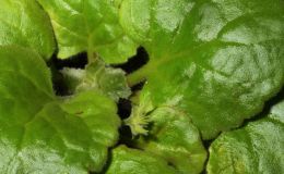 2018 ConventionNew GesneriadsClass 42 – Species not in flowerBEST NEW SPECIES 2018 ConventionNew GesneriadsClass 42 – Species not in flowerBEST NEW SPECIES