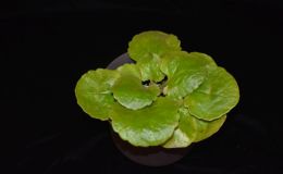 2018 ConventionNew GesneriadsClass 42 – Species not in flowerBEST NEW SPECIES 2018 ConventionNew GesneriadsClass 42 – Species not in flowerBEST NEW SPECIES