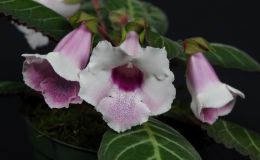 2018 ConventionNew GesneriadsClass 43A – Hybrids in flowerBEST SINNINGIABEST JAY SESPICO HYBRID 2018 ConventionNew GesneriadsClass 43A – Hybrids in flowerBEST SINNINGIABEST JAY SESPICO HYBRID