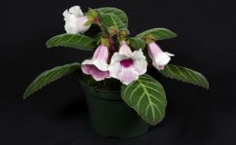 2018 ConventionNew GesneriadsClass 43A – Hybrids in flowerBEST SINNINGIABEST JAY SESPICO HYBRID 2018 ConventionNew GesneriadsClass 43A – Hybrids in flowerBEST SINNINGIABEST JAY SESPICO HYBRID