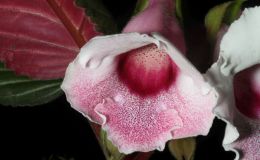 2018 ConventionNew GesneriadsClass 43A – Hybrids in flowerBEST SINNINGIABEST JAY SESPICO HYBRID 2018 ConventionNew GesneriadsClass 43A – Hybrids in flowerBEST SINNINGIABEST JAY SESPICO HYBRID