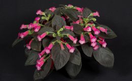 2018 ConventionNew GesneriadsClass 43B – Hybrids in flowerBEST IN SECTION F – NEW GESNERIADBEST NEW HYBRIDBEST BRANDON ERIKSON HYBRID 2018 ConventionNew GesneriadsClass 43B – Hybrids in flowerBEST IN SECTION F – NEW GESNERIADBEST NEW HYBRIDBEST BRANDON ERIKSON HYBRID