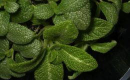 2018 ConventionLesser-Known Gesneriads Seldom Grown or Seen in ShowsClass 46 – Not in flowerBEST IN SECTION G – LESSER-KNOWN GESNERIAD 2018 ConventionLesser-Known Gesneriads Seldom Grown or Seen in ShowsClass 46 – Not in flowerBEST IN SECTION G – LESSER-KNOWN GESNERIAD