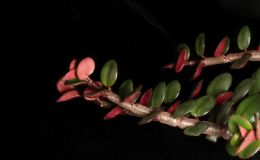 2018 ConventionLesser-Known Gesneriads Seldom Grown or Seen in ShowsClass 46 – Not in flowerBEST COLUMNEA 2018 ConventionLesser-Known Gesneriads Seldom Grown or Seen in ShowsClass 46 – Not in flowerBEST COLUMNEA