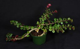 2018 ConventionLesser-Known Gesneriads Seldom Grown or Seen in ShowsClass 46 – Not in flowerBEST COLUMNEA 2018 ConventionLesser-Known Gesneriads Seldom Grown or Seen in ShowsClass 46 – Not in flowerBEST COLUMNEA