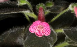 2018 ConventionGesneriads Grown by a NoviceClass 48 – In flowerBEST PERIDOTS HYBRID 2018 ConventionGesneriads Grown by a NoviceClass 48 – In flowerBEST PERIDOTS HYBRID