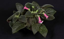 2018 ConventionGesneriads Grown by a NoviceClass 48 – In flowerBEST PERIDOTS HYBRID 2018 ConventionGesneriads Grown by a NoviceClass 48 – In flowerBEST PERIDOTS HYBRID