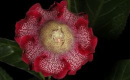 2018 ConventionGesneriads Grown by a NoviceClass 48 – In flowerBEST IN SECTION I – GESNERIAD GROWN BY A NOVICE 2018 ConventionGesneriads Grown by a NoviceClass 48 – In flowerBEST IN SECTION I – GESNERIAD GROWN BY A NOVICE