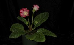 2018 ConventionGesneriads Grown by a NoviceClass 48 – In flowerBEST IN SECTION I – GESNERIAD GROWN BY A NOVICE 2018 ConventionGesneriads Grown by a NoviceClass 48 – In flowerBEST IN SECTION I – GESNERIAD GROWN BY A NOVICE