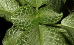 2018 ConventionGesneriads Grown by a NoviceClass 49 – Grown for Ornamental Qualities Other Than Flowers 2018 ConventionGesneriads Grown by a NoviceClass 49 – Grown for Ornamental Qualities Other Than Flowers