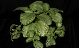 2018 ConventionGesneriads Grown by a NoviceClass 49 – Grown for Ornamental Qualities Other Than Flowers 2018 ConventionGesneriads Grown by a NoviceClass 49 – Grown for Ornamental Qualities Other Than Flowers