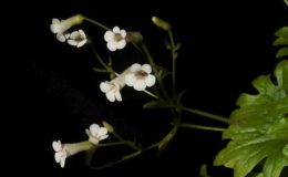 2018 ConventionCollections of GesneriadsClass 50 – Plants of a single genus either species, cultivars or hybridsBEST IN THE HORTICULTURE DIVISIONBEST IN SECTION J – COLLECTION OF GESNERIADS