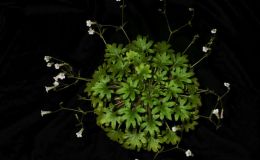 2018 ConventionCollections of GesneriadsClass 50 – Plants of a single genus either species, cultivars or hybridsBEST IN THE HORTICULTURE DIVISIONBEST IN SECTION J – COLLECTION OF GESNERIADS