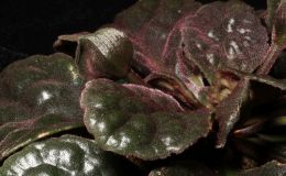 2018 ConventionCollections of GesneriadsClass 50 – Plants of a single genus either species, cultivars or hybridsBEST IN THE HORTICULTURE DIVISIONBEST IN SECTION J – COLLECTION OF GESNERIADS 2018 ConventionCollections of GesneriadsClass 50 – Plants of a single genus either species, cultivars or hybridsBEST IN THE HORTICULTURE DIVISIONBEST IN SECTION J – COLLECTION OF GESNERIADS