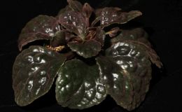 2018 ConventionCollections of GesneriadsClass 50 – Plants of a single genus either species, cultivars or hybridsBEST IN THE HORTICULTURE DIVISIONBEST IN SECTION J – COLLECTION OF GESNERIADS 2018 ConventionCollections of GesneriadsClass 50 – Plants of a single genus either species, cultivars or hybridsBEST IN THE HORTICULTURE DIVISIONBEST IN SECTION J – COLLECTION OF GESNERIADS