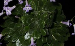 2018 ConventionCollections of GesneriadsClass 50 – Plants of a single genus either species, cultivars or hybridsBEST IN THE HORTICULTURE DIVISIONBEST IN SECTION J – COLLECTION OF GESNERIADS