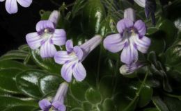 2018 ConventionCollections of GesneriadsClass 50 – Plants of a single genus either species, cultivars or hybridsBEST IN THE HORTICULTURE DIVISIONBEST IN SECTION J – COLLECTION OF GESNERIADS