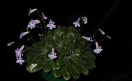 2018 ConventionCollections of GesneriadsClass 50 – Plants of a single genus either species, cultivars or hybridsBEST IN THE HORTICULTURE DIVISIONBEST IN SECTION J – COLLECTION OF GESNERIADS