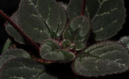 2018 ConventionCollections of GesneriadsClass 50 – Plants of a single genus either species, cultivars or hybridsBEST IN THE HORTICULTURE DIVISIONBEST IN SECTION J – COLLECTION OF GESNERIADS