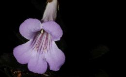 2018 ConventionCollections of GesneriadsClass 50 – Plants of a single genus either species, cultivars or hybridsBEST IN THE HORTICULTURE DIVISIONBEST IN SECTION J – COLLECTION OF GESNERIADS