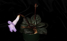 2018 ConventionCollections of GesneriadsClass 50 – Plants of a single genus either species, cultivars or hybridsBEST IN THE HORTICULTURE DIVISIONBEST IN SECTION J – COLLECTION OF GESNERIADS 2018 ConventionCollections of GesneriadsClass 50 – Plants of a single genus either species, cultivars or hybridsBEST IN THE HORTICULTURE DIVISIONBEST IN SECTION J – COLLECTION OF GESNERIADS