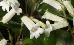 2018 ConventionCollections of GesneriadsClass 50 – Plants of a single genus either species, cultivars or hybridsBEST IN THE HORTICULTURE DIVISIONBEST IN SECTION J – COLLECTION OF GESNERIADS 2018 ConventionCollections of GesneriadsClass 50 – Plants of a single genus either species, cultivars or hybridsBEST IN THE HORTICULTURE DIVISIONBEST IN SECTION J – COLLECTION OF GESNERIADS