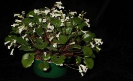 2018 ConventionCollections of GesneriadsClass 50 – Plants of a single genus either species, cultivars or hybridsBEST PRIMULINA