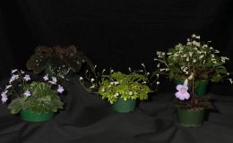 2018 ConventionCollections of GesneriadsClass 50 – Plants of a single genus either species, cultivars or hybridsBEST IN THE HORTICULTURE DIVISIONBEST IN SECTION J – COLLECTION OF GESNERIADS 2018 ConventionCollections of GesneriadsClass 50 – Plants of a single genus either species, cultivars or hybridsBEST IN THE HORTICULTURE DIVISIONBEST IN SECTION J – COLLECTION OF GESNERIADS