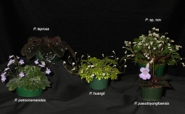 Class 502018 ConventionCollections of GesneriadsClass 50 – Plants of a single genus either species, cultivars or hybridsBEST IN THE HORTICULTURE DIVISIONBEST IN SECTION J – COLLECTION OF GESNERIADS Prim Coll_labeled_JMH Class 502018 ConventionCollections of GesneriadsClass 50 – Plants of a single genus either species, cultivars or hybridsBEST IN THE HORTICULTURE DIVISIONBEST IN SECTION J – COLLECTION OF GESNERIADS Prim Coll_labeled_JMH