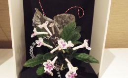 2018 ConventionArrangements of Dried and/or Growing Gesneriad MaterialClass 61BEST IN THE ARTISTIC DIVISION
