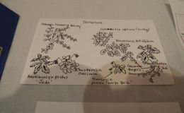 2018 ConventionContainer Plantings of Growing Gesneriad MaterialClass 64