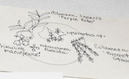 2018 ConventionContainer Plantings of Growing Gesneriad MaterialClass 66