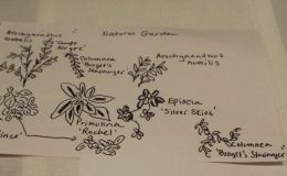 2018 ConventionContainer Plantings of Growing Gesneriad MaterialClass 67BEST IN SECTION M – CONTAINER PLANTING OF GROWING GESNERIAD MATERIAL