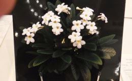 2018 ConventionPhotographyClass 70 Color print of a whole gesneriad plant