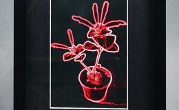 Sinningia cardinalis - (Barbara Stewart)