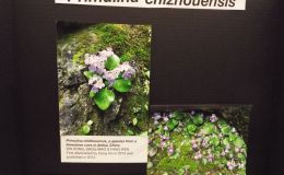 Class 80 – Exhibit of photograph(s) of gesneriads that because of their seasonal nature and/or rarity are not often exhibited RUNNER-UP TO BEST IN THE COMMERCIAL/EDUCATIONAL DIVISION