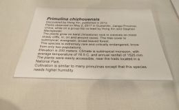 2018 ConventionEducational ExhibitsClass 80 – Exhibit of photograph(s) of gesneriads that because of their seasonal nature and/or rarity are not often exhibited RUNNER-UP TO BEST IN THE COMMERCIAL/EDUCATIONAL DIVISION