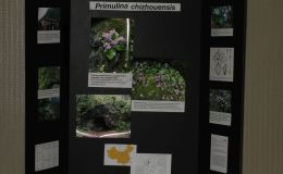 2018 ConventionEducational ExhibitsClass 80 – Exhibit of photograph(s) of gesneriads that because of their seasonal nature and/or rarity are not often exhibited RUNNER-UP TO BEST IN THE COMMERCIAL/EDUCATIONAL DIVISION