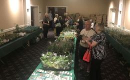 Plant shopping and discussions Plant shopping and discussions