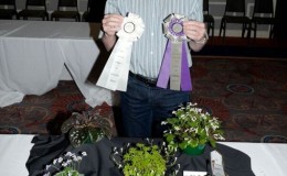 Bill Price with his Best in Horticulture Collection of primulinas Bill Price with his Best in Horticulture Collection of primulinas