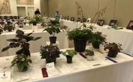 The flower show The flower show