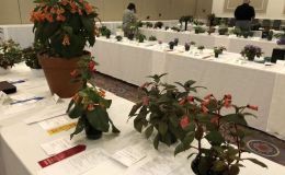 Last opportunity to admire the flower show entries Last opportunity to admire the flower show entries