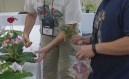 Jay Sespico sharing cuttings of his show plants at breakdown with Wen Fang Jay Sespico sharing cuttings of his show plants at breakdown with Wen Fang