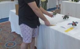 Jeremy Stevens packing his miniature sinningia entries Jeremy Stevens packing his miniature sinningia entries