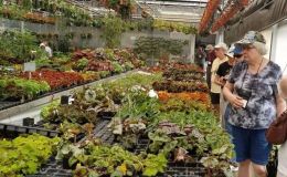 Irina Nicholson and others enjoying the plants