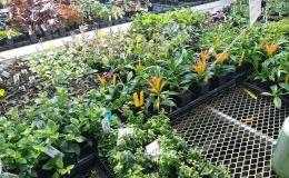 Gesneriads and other plants for sale